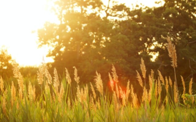 Picture of a sunny evening with wheat, grass and trees in the background.